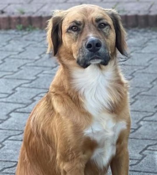 Tony Pongo - Neustart gesucht!