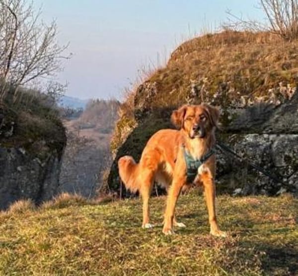 Tony Pongo - Neustart gesucht!