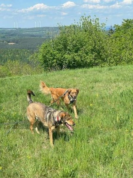 Tony Pongo - Neustart gesucht!