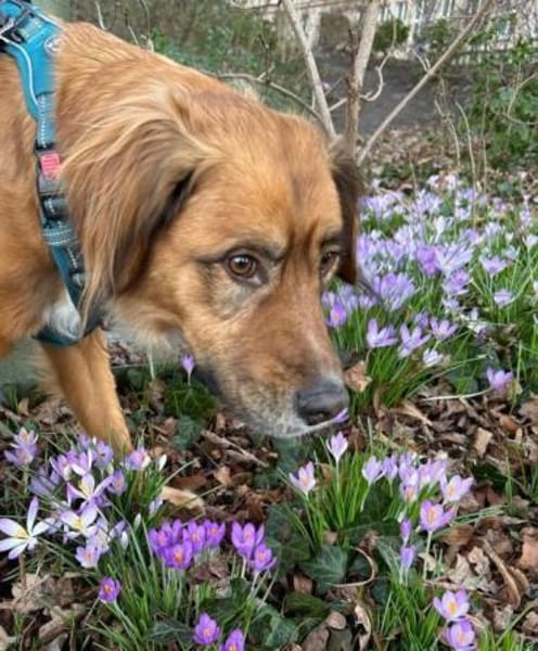 Tony Pongo - Neustart gesucht!