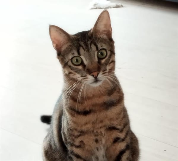 ZIGGY PAB27779