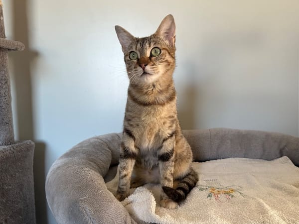 WINNIE (Ajaccio)