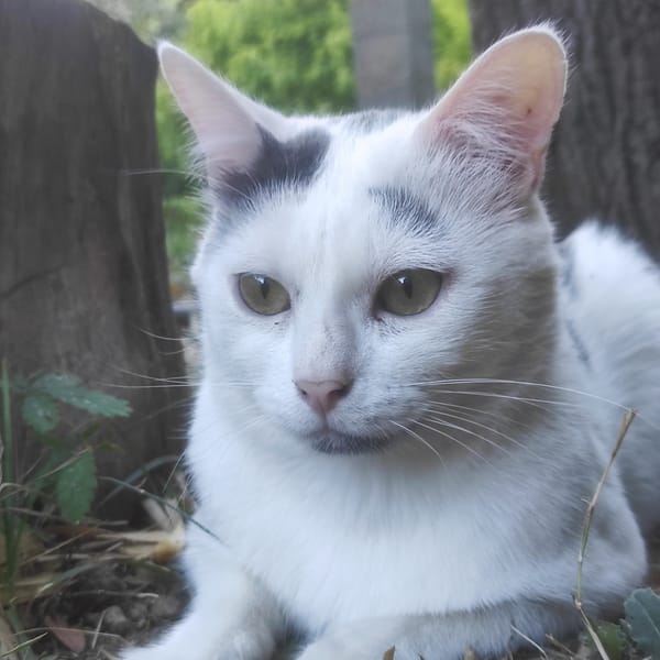 OREO