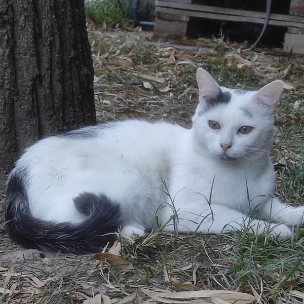 OREO