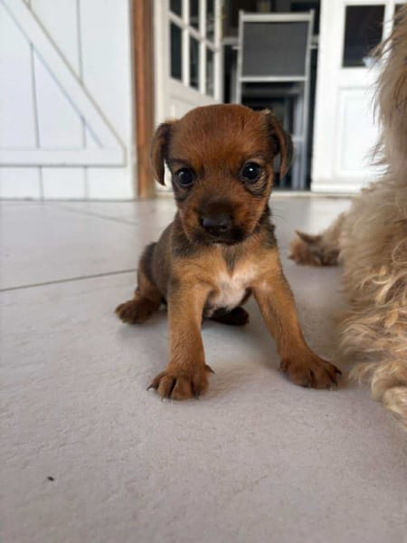 Asko, le petit rigolo