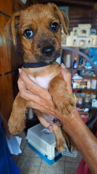 Asko, le petit rigolo