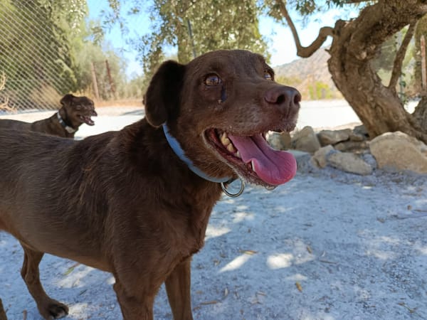 TENDER (union animal)