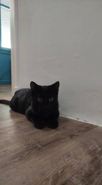 COCA