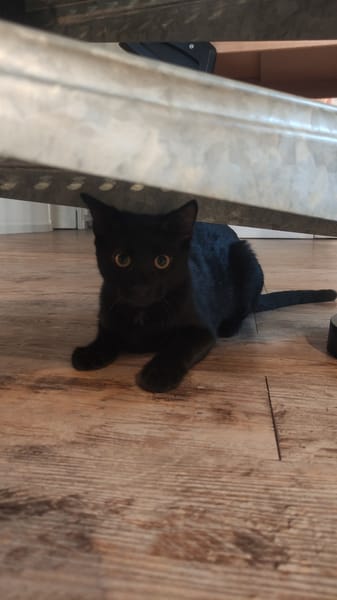 COCA