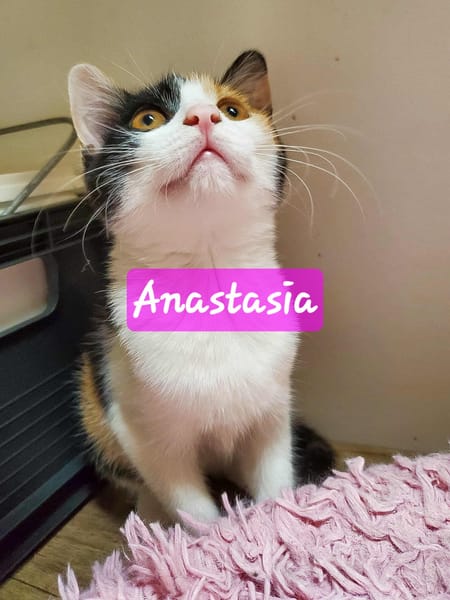 ANASTASIA