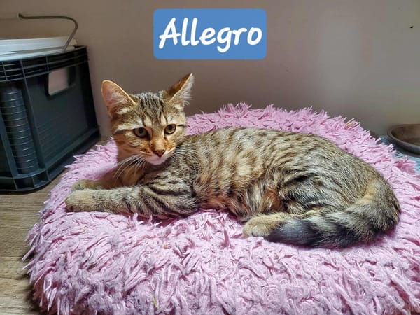 ALLEGRO