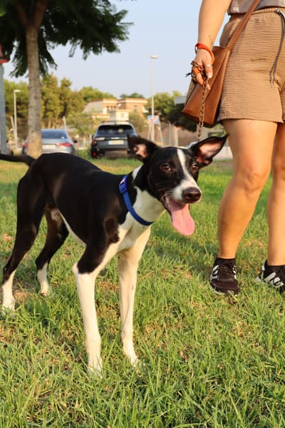 ENZO (Martina)