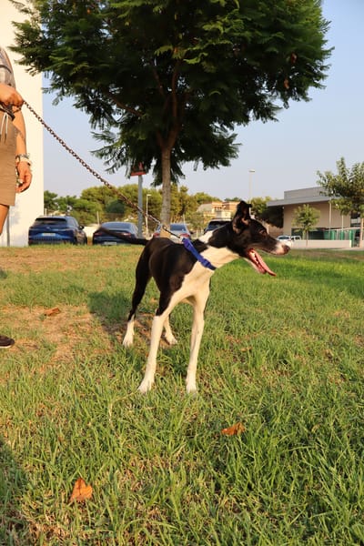 ENZO (Martina)