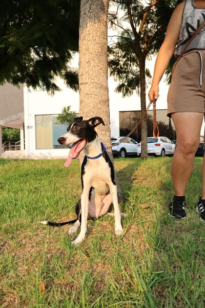 ENZO (Martina)