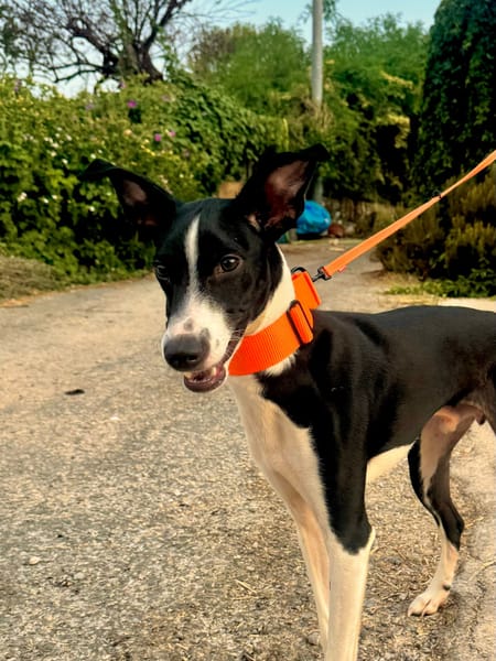 ENZO (Martina)