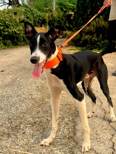 ENZO (Martina)