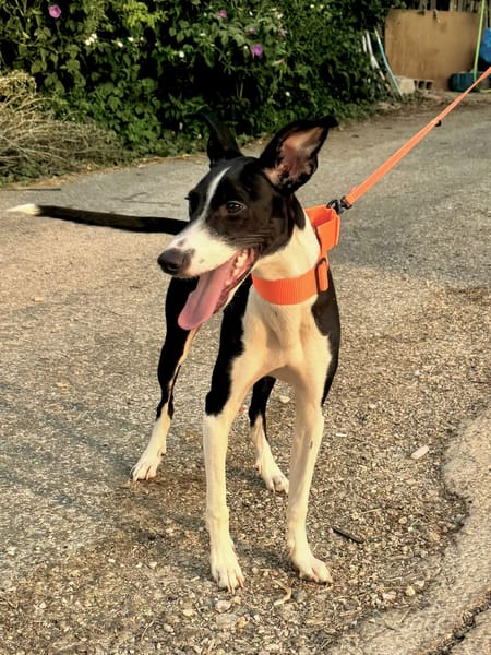 ENZO (Martina)