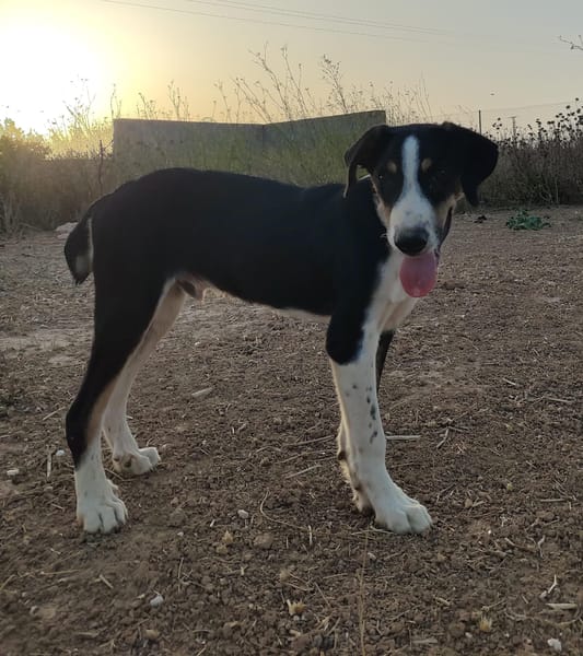 CARLOS (Maria)