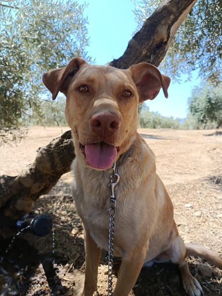 AVION  (Union animal)