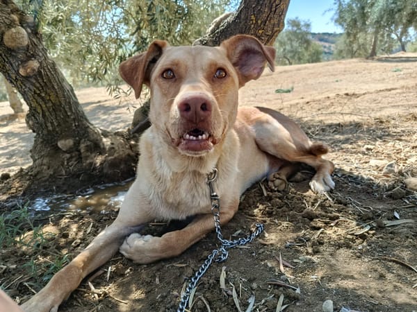 AVION  (Union animal)