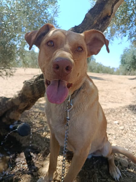 AVION  (Union animal)