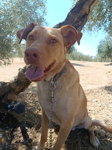 AVION  (Union animal)