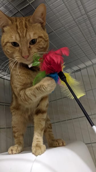 Mufasa