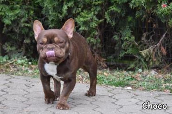 CHOCO
