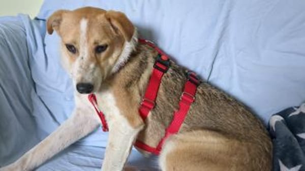 Ziska ist nun auf Pflegestelle in Lohra