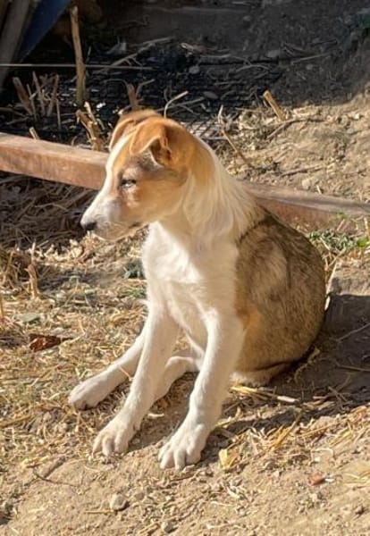 Ziska ist nun auf Pflegestelle in Lohra