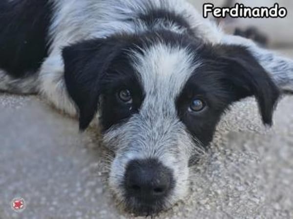 FERDINANDO