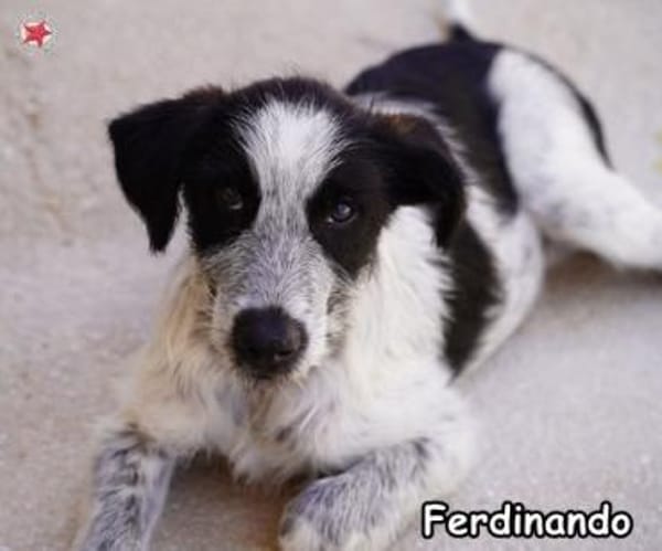 FERDINANDO