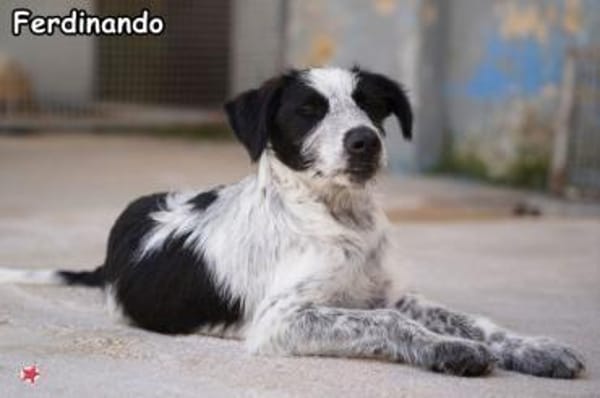 FERDINANDO