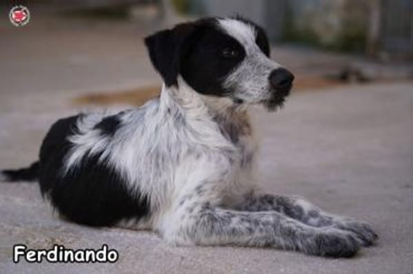 FERDINANDO