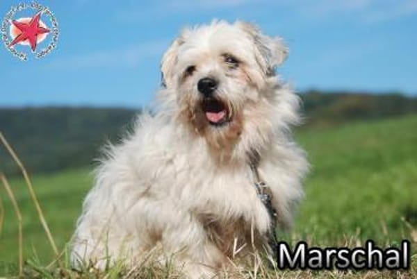 Marschal