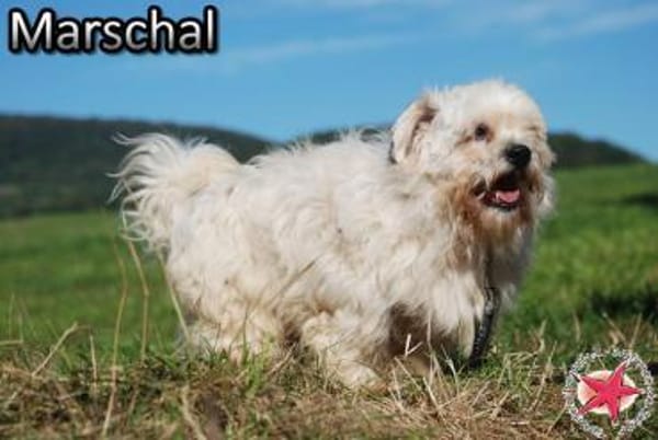 Marschal
