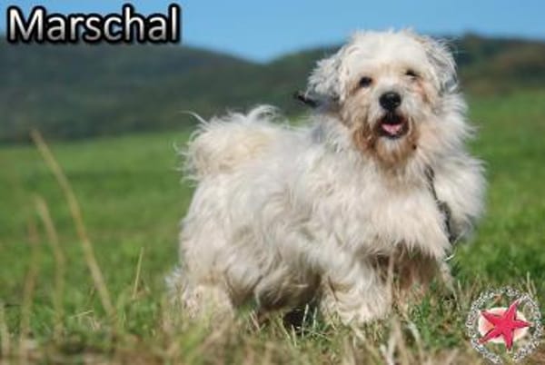 Marschal