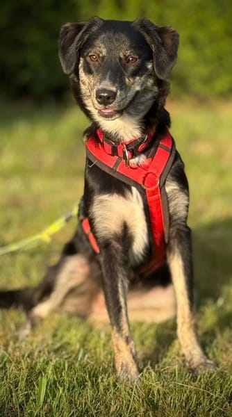 Cleo, sensible, wunderhübsch aus Köln!