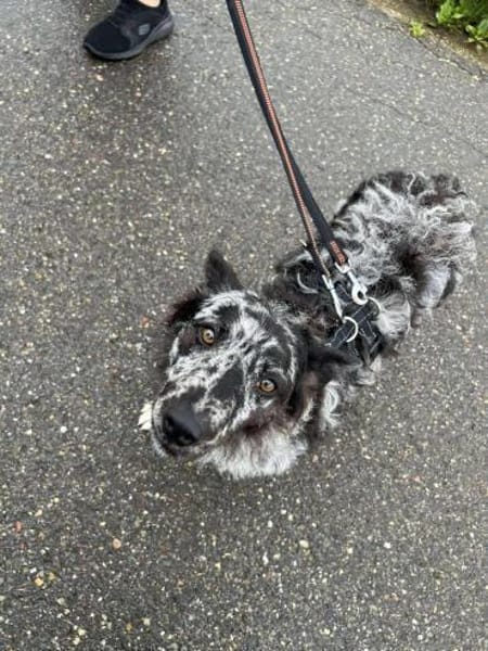 Merle Mudi Hündin, 1,5 Jahre