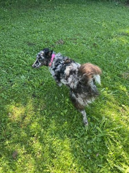 Merle Mudi Hündin, 1,5 Jahre