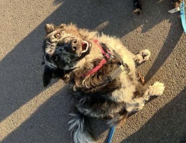 Merle Mudi Hündin, 1,5 Jahre