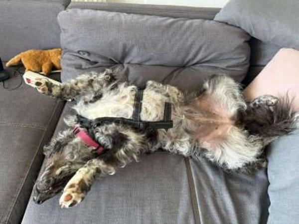 Merle Mudi Hündin, 1,5 Jahre