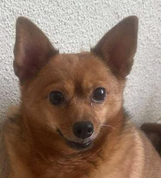 Chica sucht Couch oder Körbchen