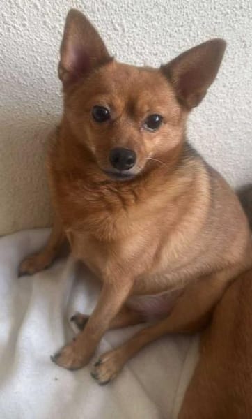 Chica sucht Couch oder Körbchen