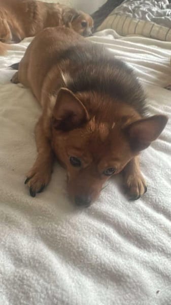 Chica sucht Couch oder Körbchen