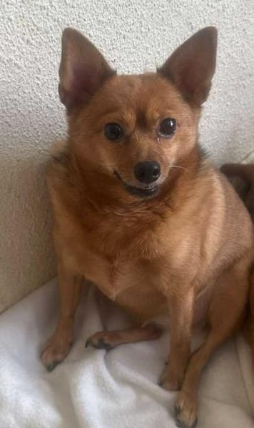 Chica sucht Couch oder Körbchen