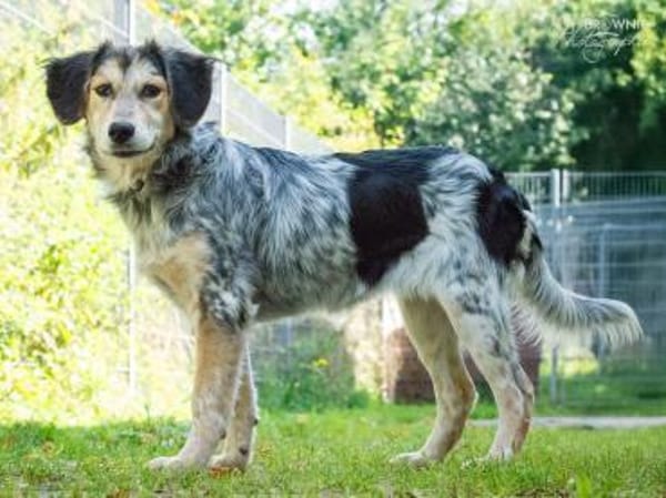 Stella