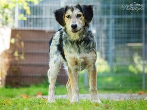 Stella