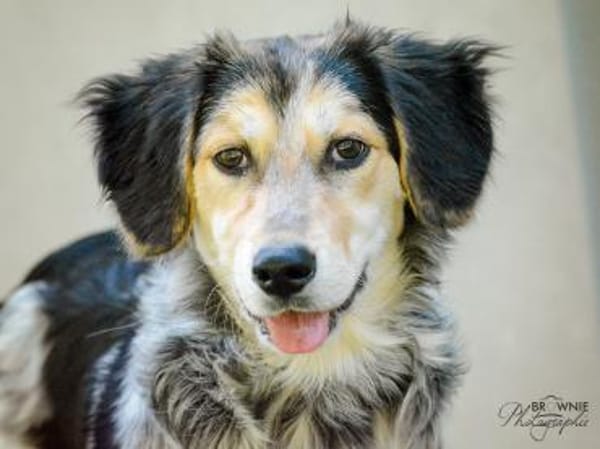 Stella