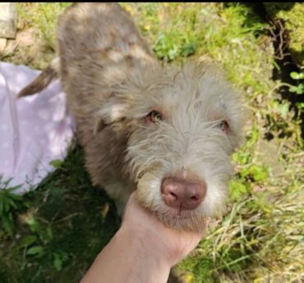 Freundlicher Odin aus Tierschutz!